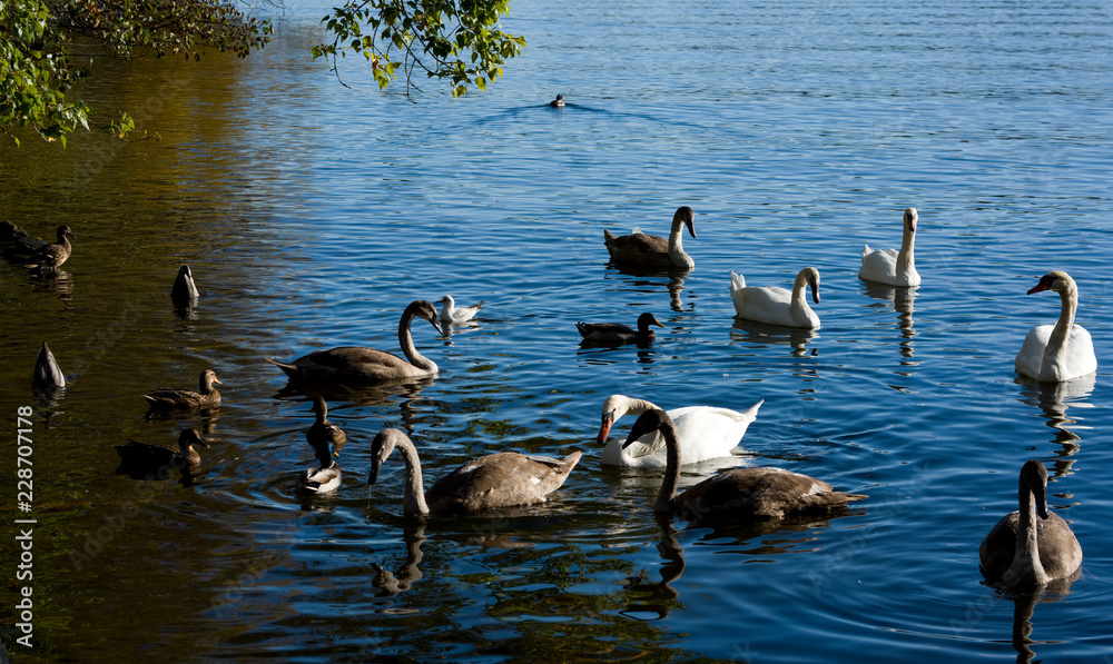 Stockholm water front with seabirds an autumn day with blu sky and sea, orange and red leafs. Stockholm water front with seabirds an autumn day with blu sky and sea, orange and red leafs.