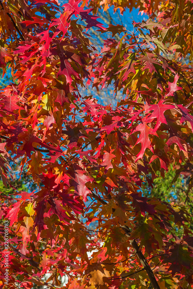 Beautiful red oak tree on sunny autumn day