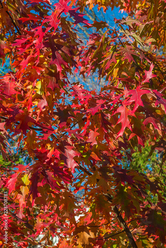 Beautiful red oak tree on sunny autumn day
