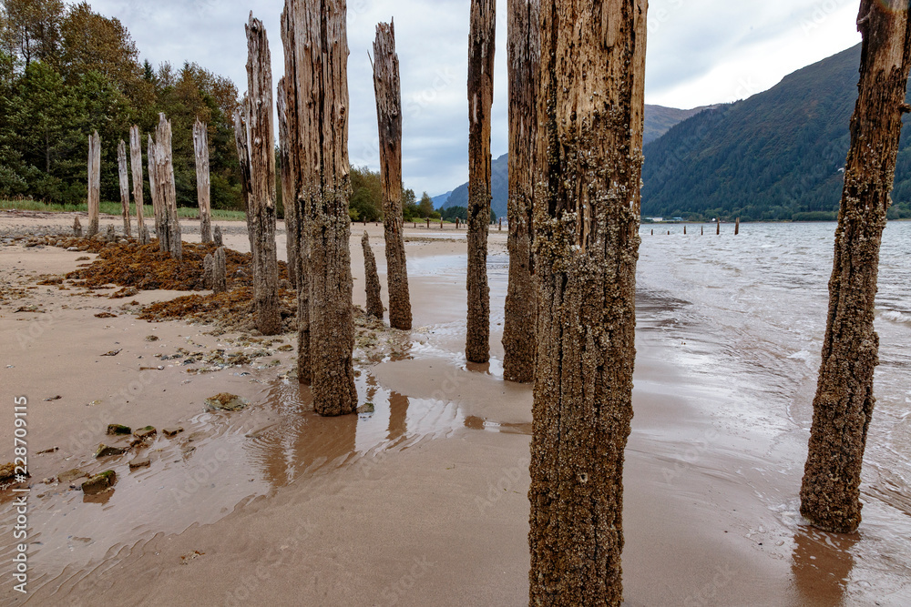 Old stakes on Sandy  Beach, near the Treadwell mine historic park in Juneau Alaska