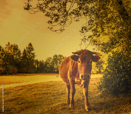 Red cow in the pasture looks right © Iryna