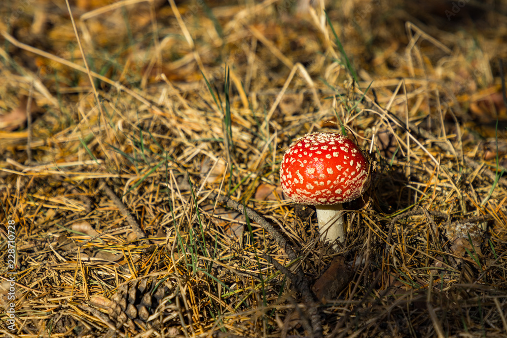 the beginning of the Golden Polish Autumn. the beginning of the Golden Polish Autumn.