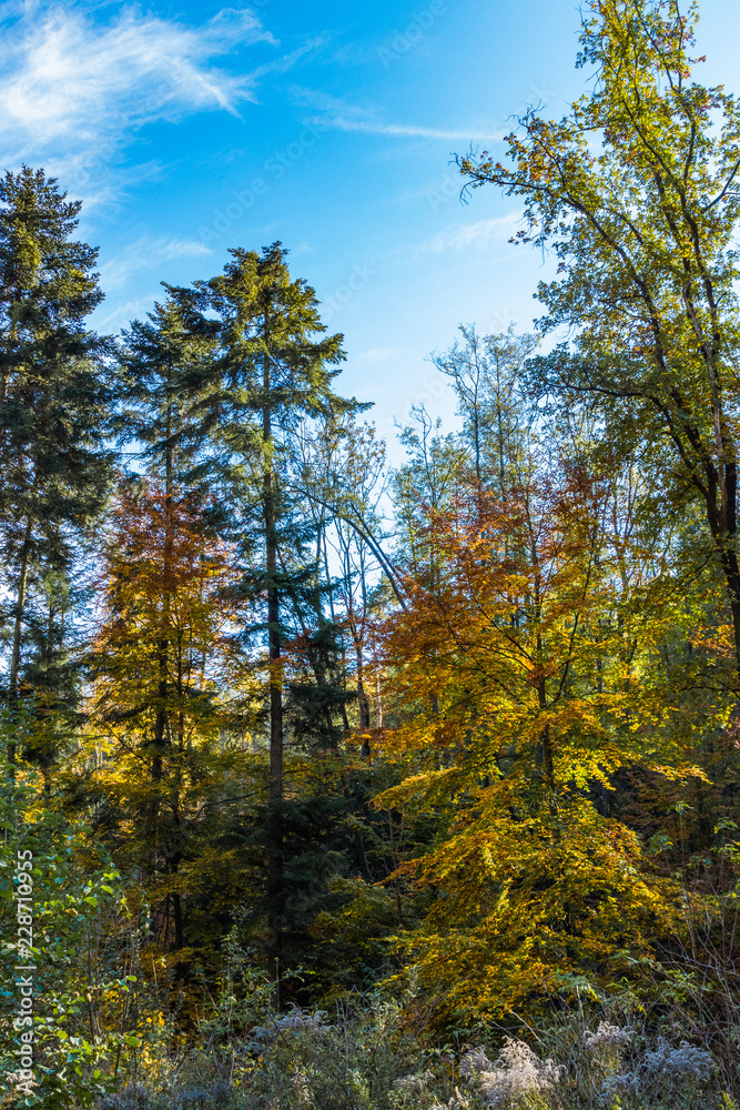 the beginning of the Golden Polish Autumn. the beginning of the Golden Polish Autumn.