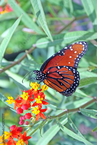 Butterfly © Lucy Clark