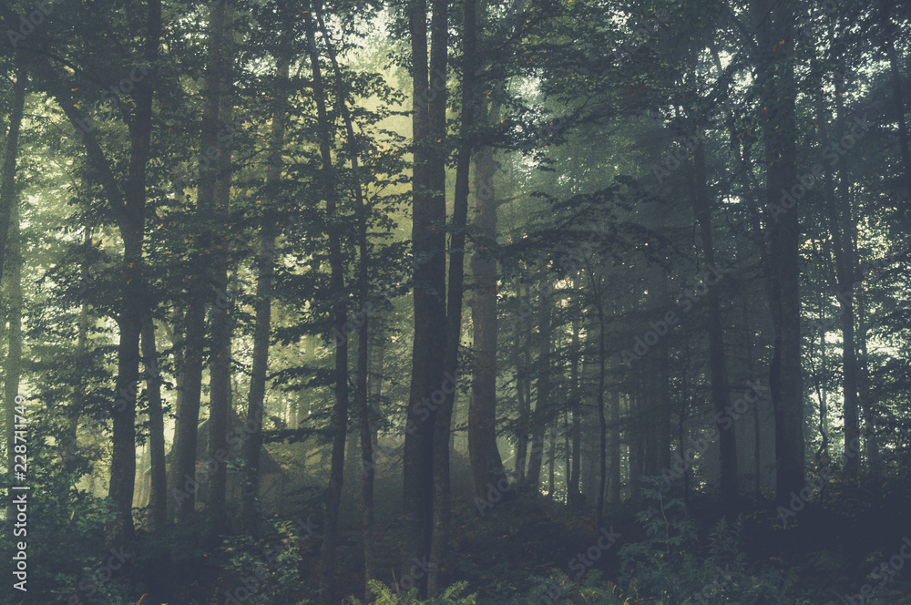 Obraz premium Autumn forest