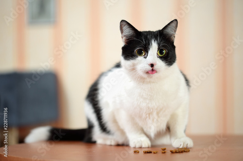 Portrait of a beautiful white and black cat sitting on the table with tongue sticked out in front of small pile of dry food