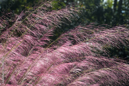 Pink Ornamental Grass in Bloom photo