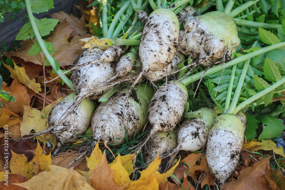 Pile of chinese radishes just harvested.