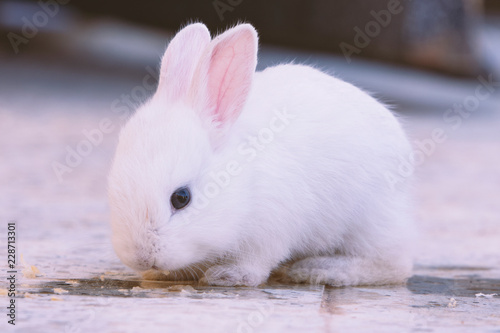 white bunny rabbit looking to viewer, Little bunny sitting outside, Lovely pet for children and family inside hou