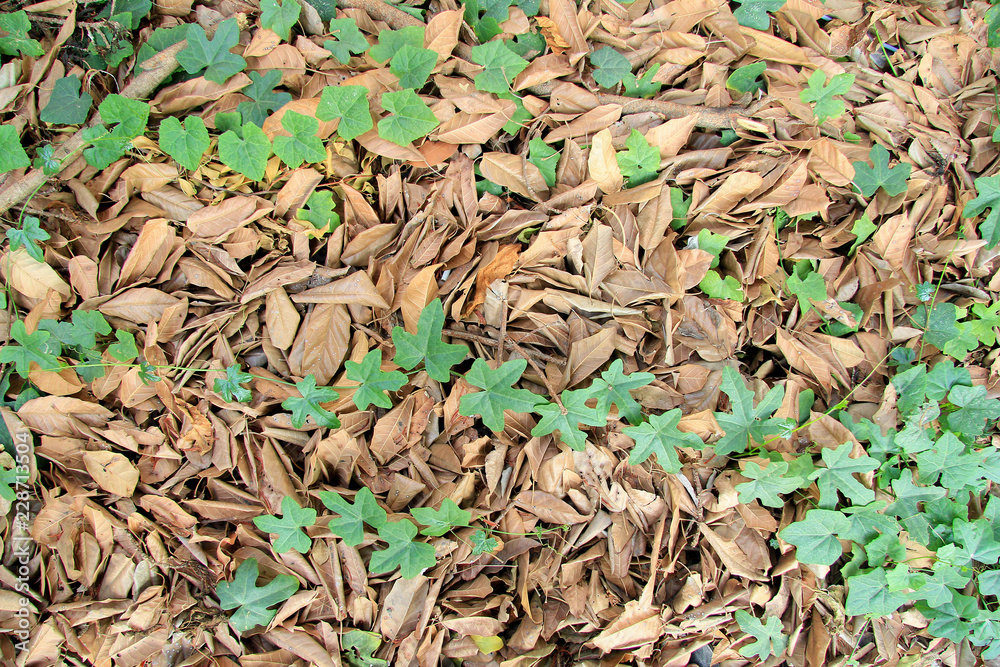 heaps of leaves with creepers heaps of leaves with creepers