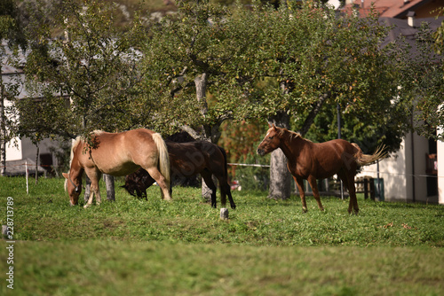 cavallo cavalli al pascolo natura ritratto 