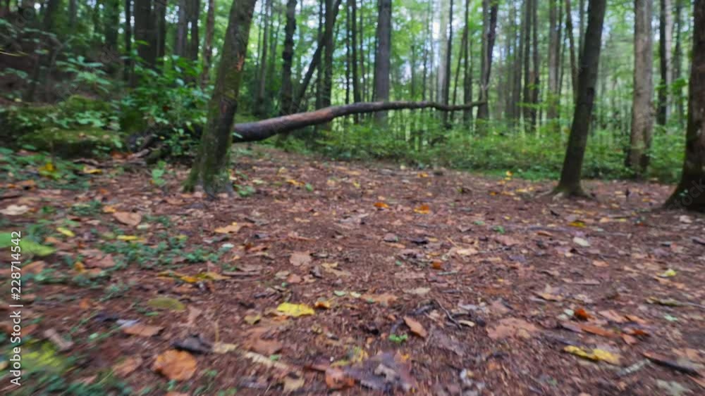 View Walking Through Forest Low Over Tree. point of view of a low shot moving through the forest and above a fallen tree. Focus on foreground View Walking Through Forest Low Over Tree. point of view of a low shot moving through the forest and above a fallen tree. Focus on foreground