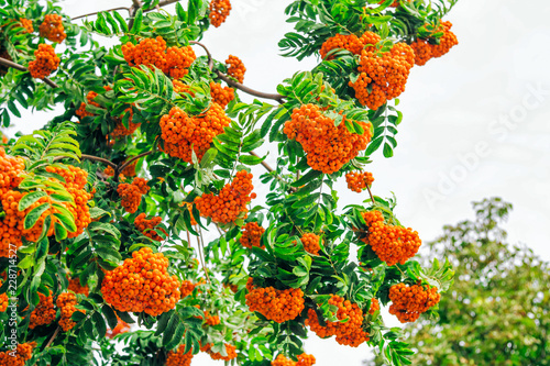 Rowan tree branches with ripe bright orange berries and green trees.