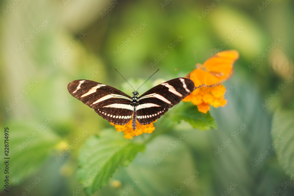 Butterfly on flower - Heliconius charithonia, the zebra longwing or zebra heliconian Butterfly on flower - Heliconius charithonia, the zebra longwing or zebra heliconian