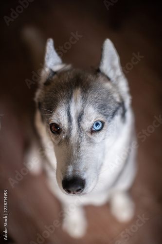 Husky head. dog face