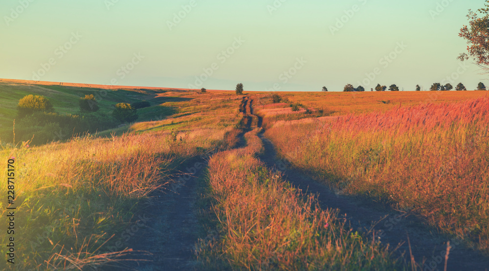 Obraz premium Sunny summer landscape with ground country road,trees and grasses illuminated by the warm light of setting sun.Tula region,Russia.