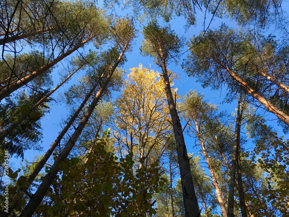 Obraz premium Golden birch leaves on a background of blue sky in the autumn forest on a sunny day