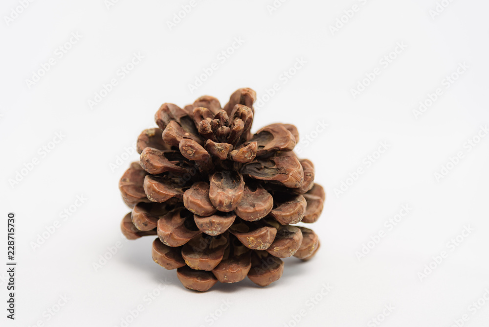 Studio photo of a cones on a white background Studio photo of a cones on a white background