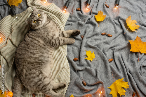 A lazy cat is sleeping, on a rug with leaves, a top view with empty space under the inscription, concept of warmth, rest, winter, autumn, comfort