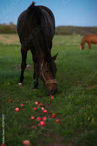 Femke-Fomia (sire Indoctro, dam sire Nimmerdor) enjoying apples