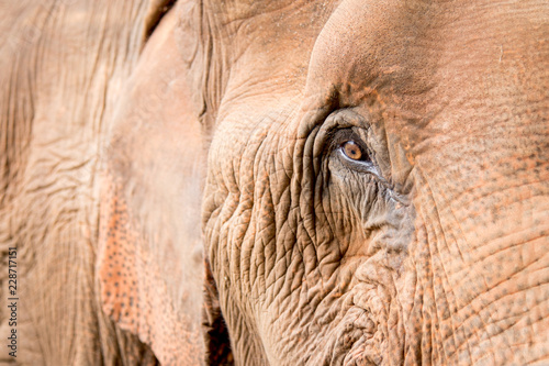 Close-up of the eye of an elephant in a an elephant rescue and rehabilitation center in Northern Thailand - Asia
