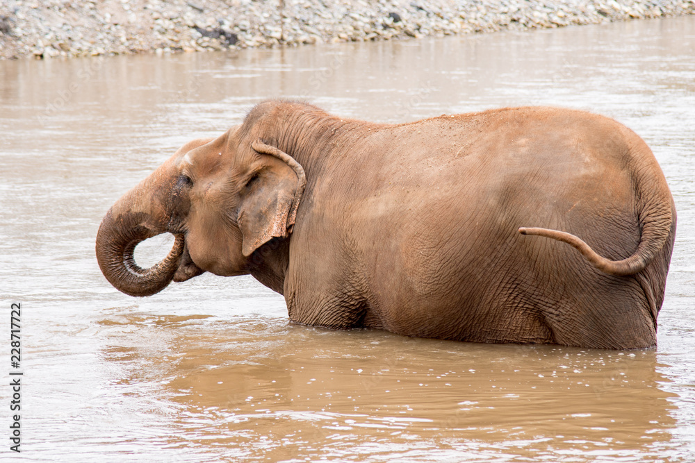 Elephant walking and playing in the water in a an elephant rescue and rehabilitation center in Northern Thailand - Asia Elephant walking and playing in the water in a an elephant rescue and rehabilitation center in Northern Thailand - Asia