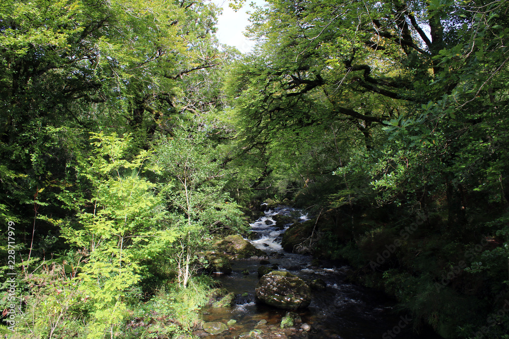 Stream through the bushes on the Cork Kerry mountains Stream through the bushes on the Cork Kerry mountains