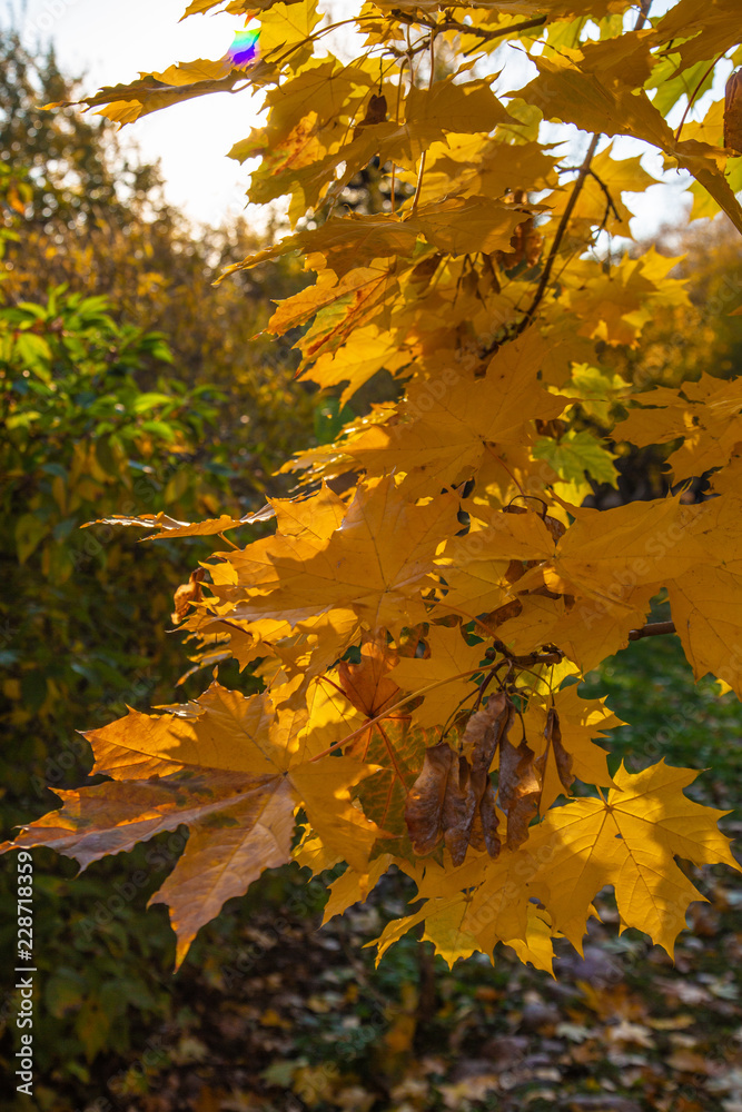maple leaves in autumn