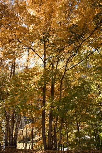 autunno panorama autunnale bosco montagna foglie alberi
