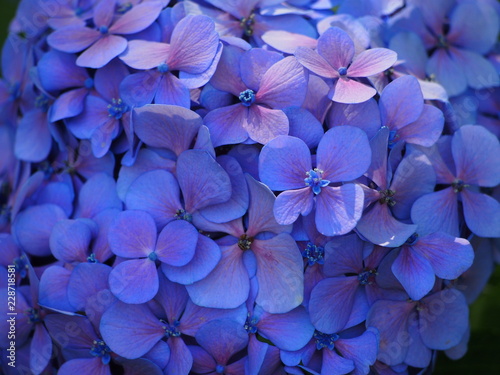 fiore viola  geranio viola