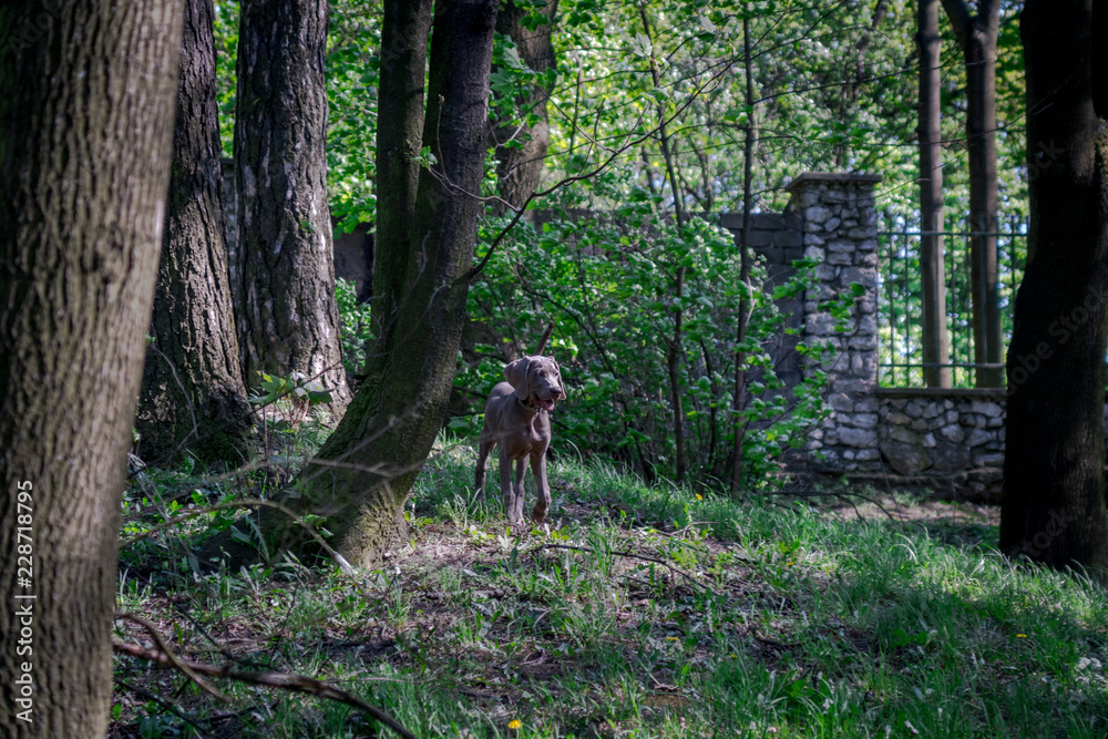 Dog In Forest Dog In Forest
