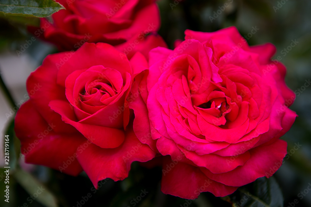 Red and pink color rose with green leaves bloom in garden Red and pink color rose with green leaves bloom in garden