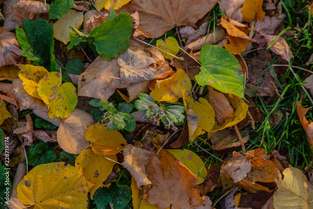 autumn leaves on the ground autumn leaves on the ground