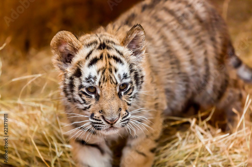 A baby tiger walking through hay looking very intent