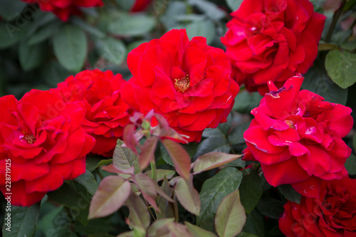Red color roses with green leaves bloom in rose garden