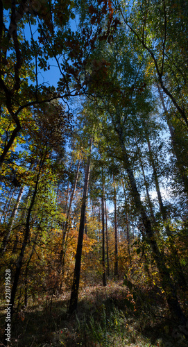  Forest trees vertical panorama soft focused