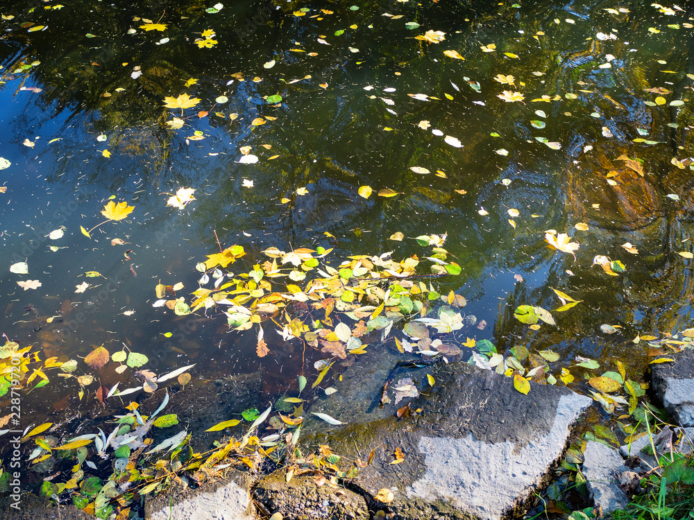 fallen leaves in river in urban park fallen leaves in river in urban park