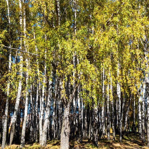 birch trees lit by sun in copse in forest