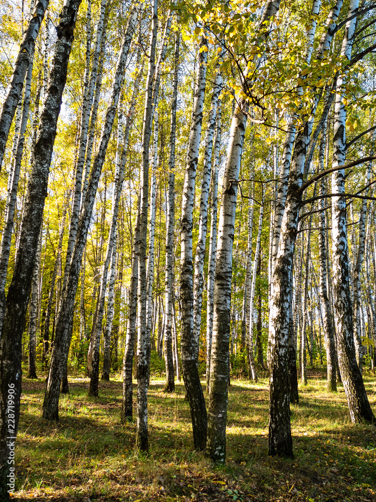 birch copse of urban park in autumn birch copse of urban park in autumn