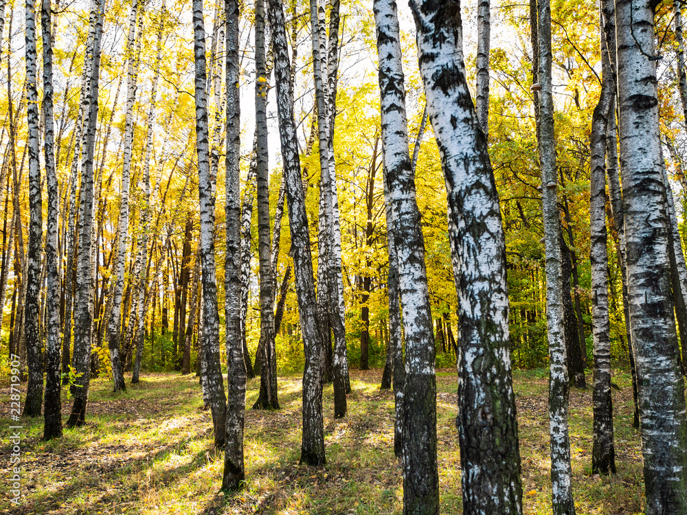birch grove of urban park in autumn birch grove of urban park in autumn