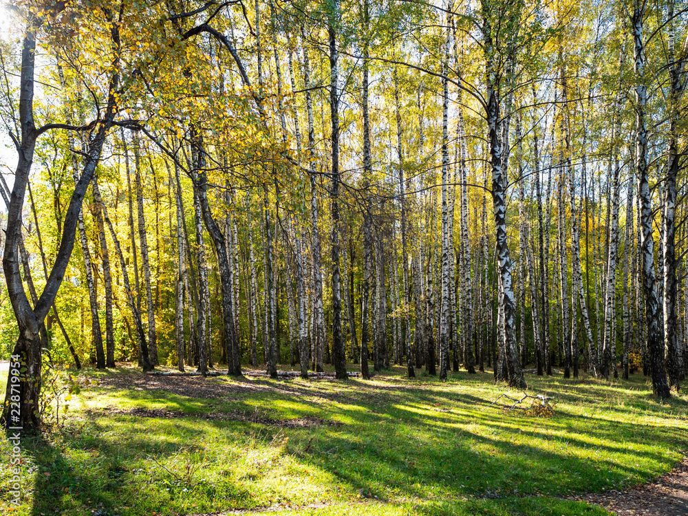 Obraz premium meadow in birch grove of urban park in autumn
