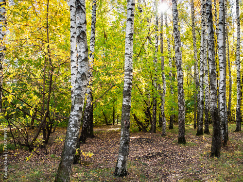 Fototapeta Naklejka Na Ścianę i Meble -  birch trees in autumn forest