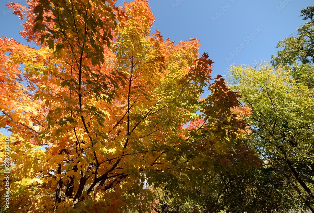 Fall in Ottawa