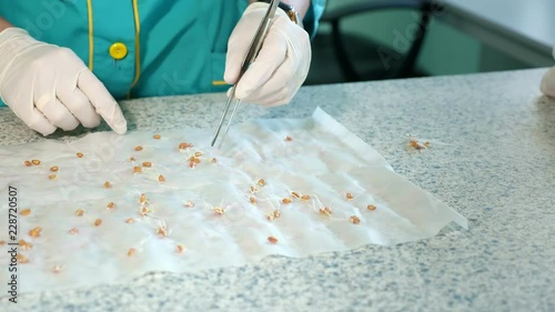 close up, gloved hands of lab worker studying, examine sprouted, rooted corn seeds, in laboratory. Science laboratory research, biotechnology, GMO concept. germination of seeds photo