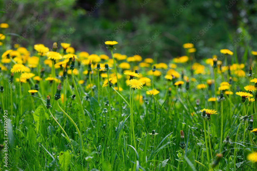 Meadow of dandelions