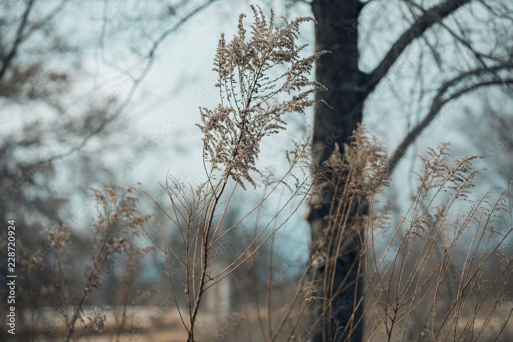 Close-up of tall dried goldenrod in a savanna environment in the winter with large bare oak trees in the background. Room for text. Close-up of tall dried goldenrod in a savanna environment in the winter with large bare oak trees in the background. Room for text.