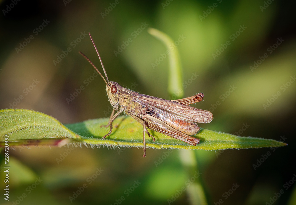 Meadow grasshopper (Chorthippus parallelus) Meadow grasshopper (Chorthippus parallelus)