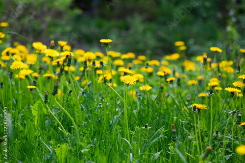 Fototapeta Naklejka Na Ścianę i Meble -  Meadow of dandelions