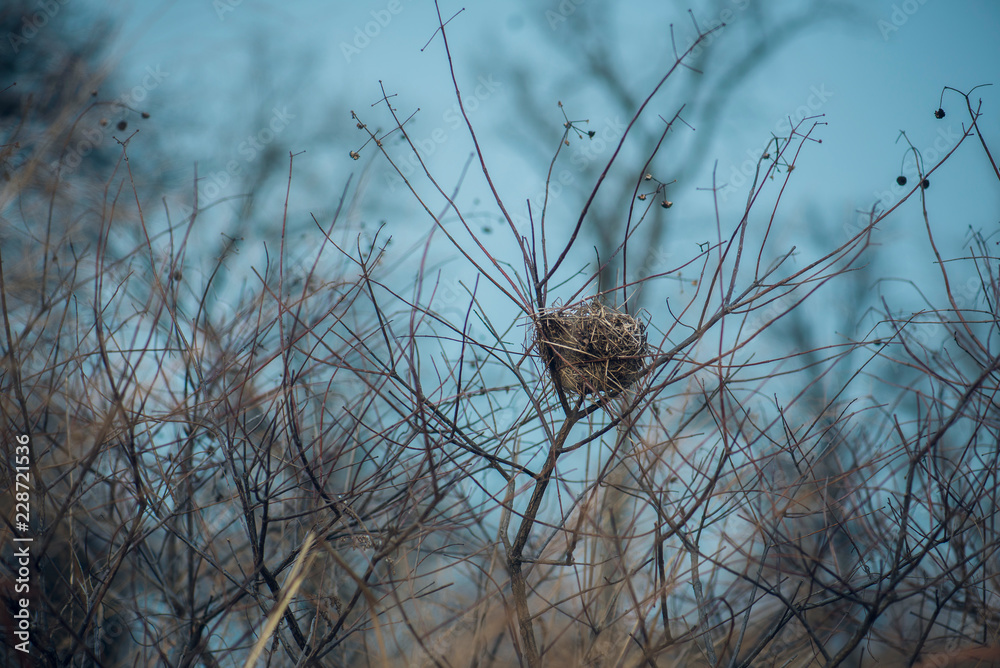 Fototapeta premium A single empty bird's nest sits alone in a thicket