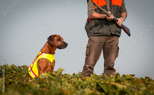 Rhodesian Ridgeback -Fuchsjagd photo